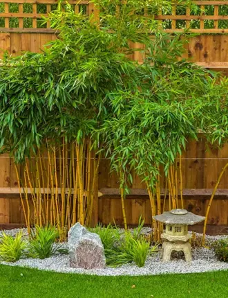 Bamboo Garden Кобулети
