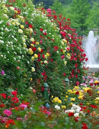 «Гюлистан» - «сад роз». В Персии