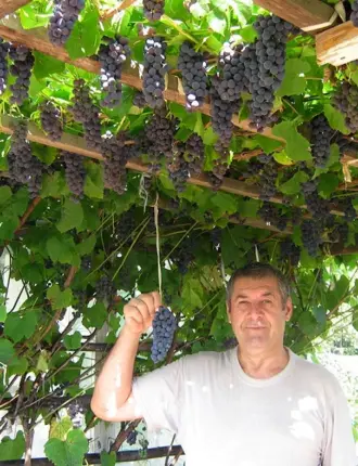Шпалера виноград многоштамбовая