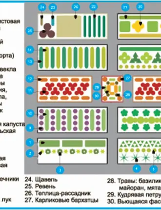 Схема смешанных посадок овощей